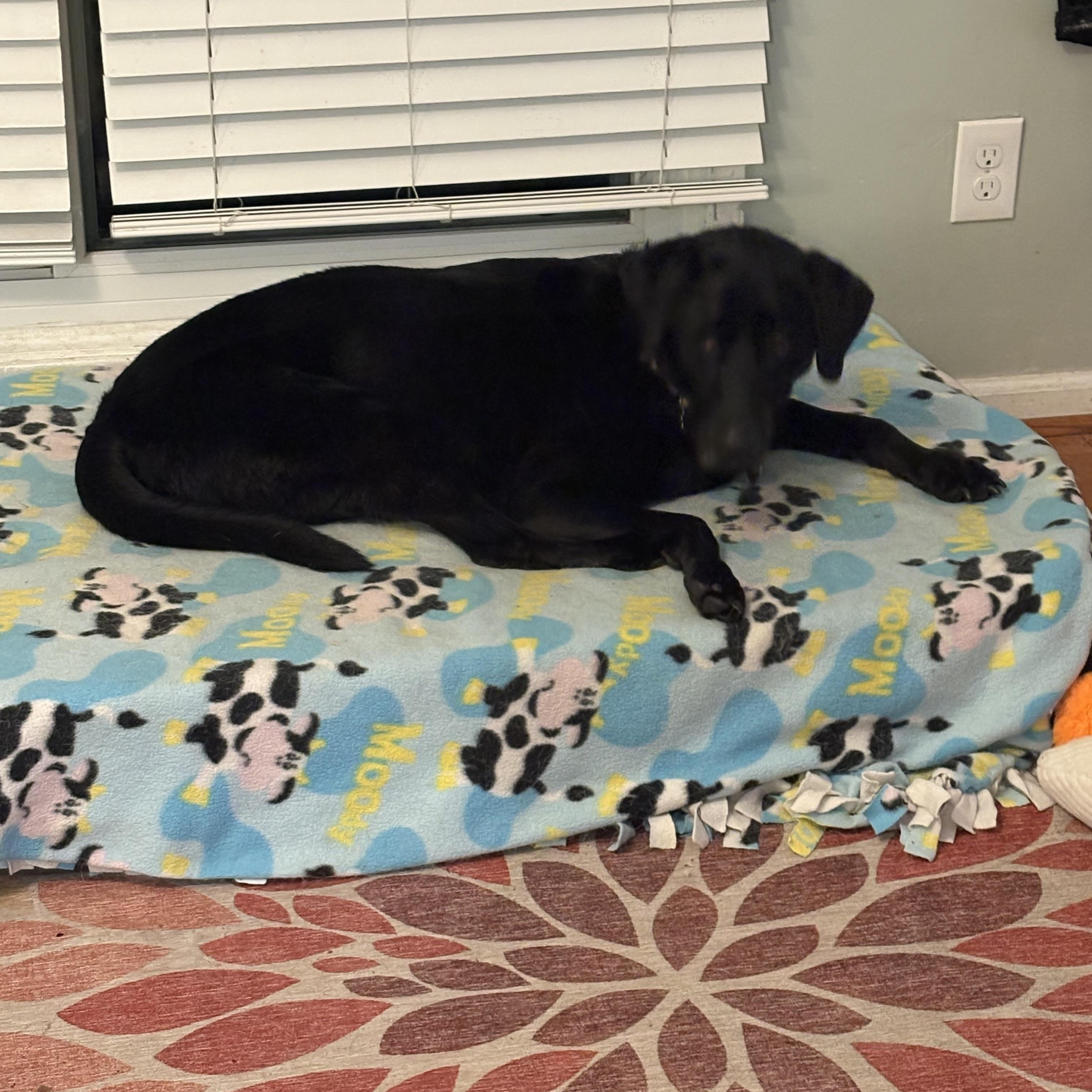 Enlarge Fiona , an adopted Black Labrador Retriever in Troy, MI image 1/4