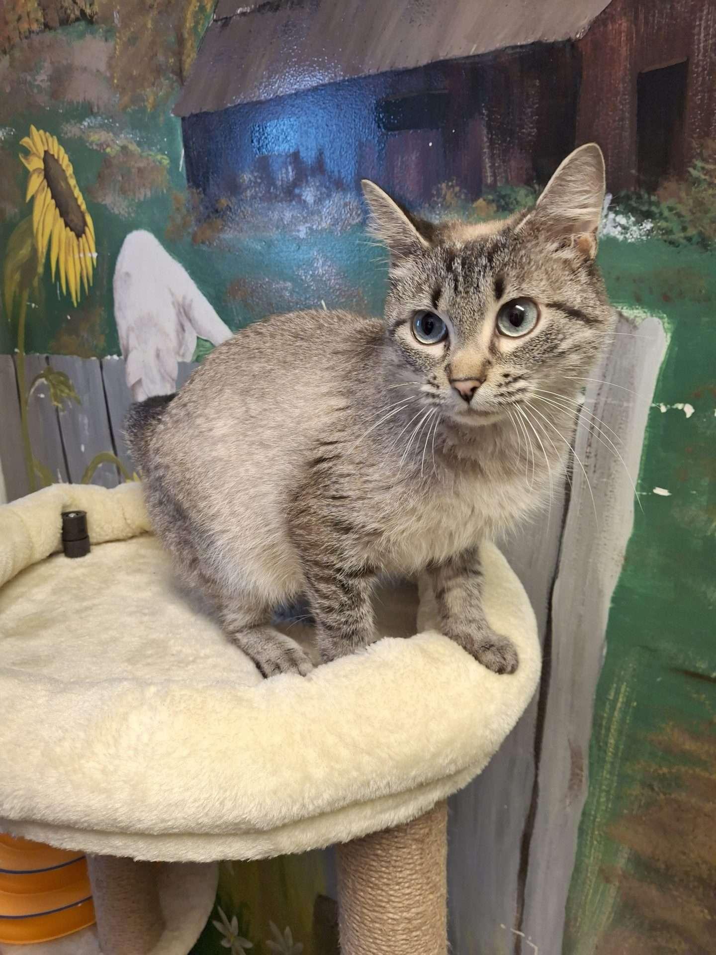 Enlarge BLIZZARD, an adopted Domestic Short Hair in Ironwood, MI image 2/5