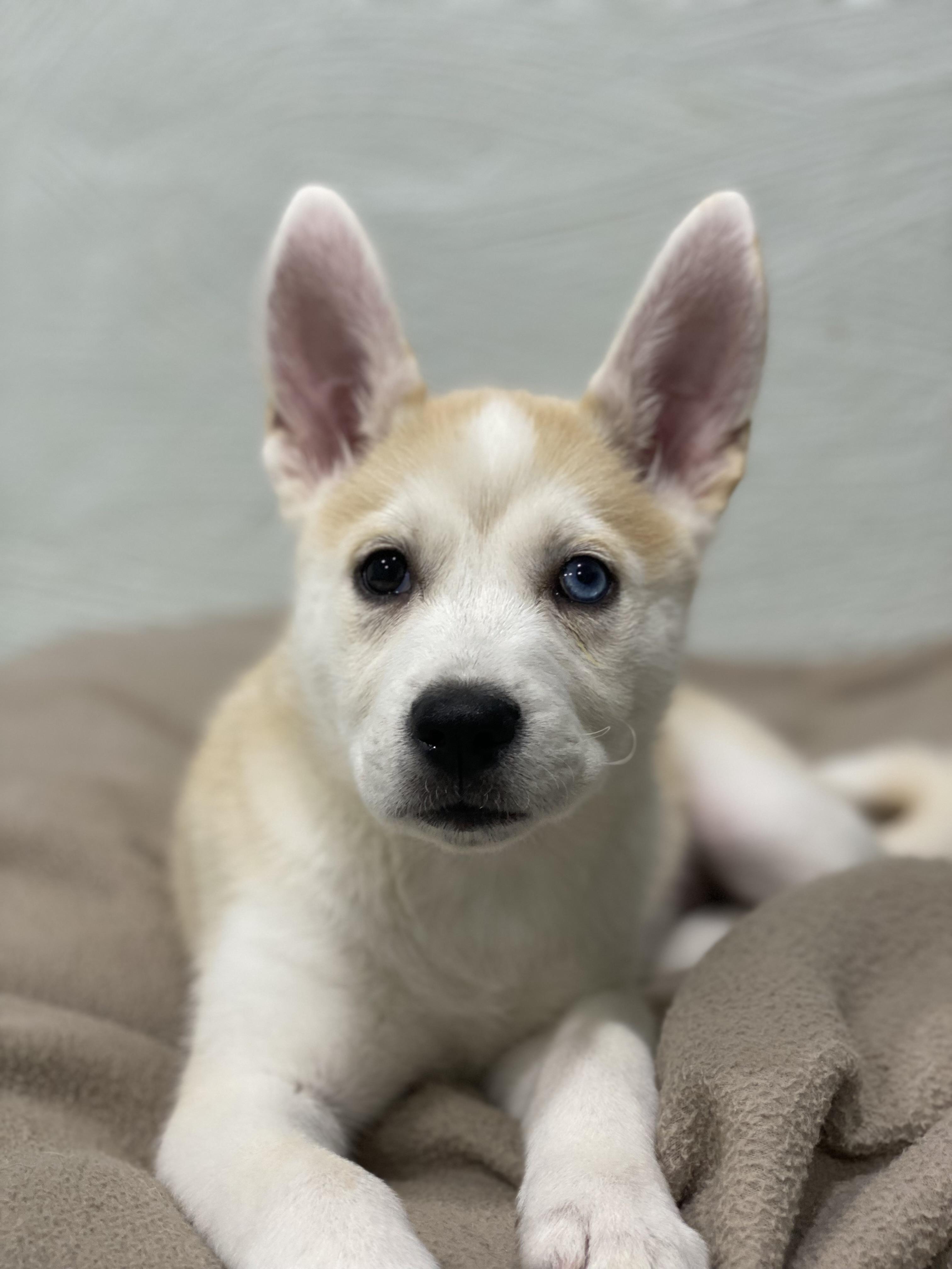 Enlarge Suki, an adopted mixed breed in Mastic , NY image 5/6