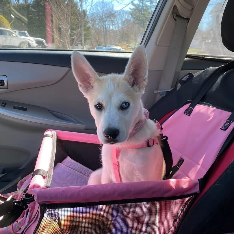 Enlarge Suki, an adopted mixed breed in Mastic , NY image 2/6