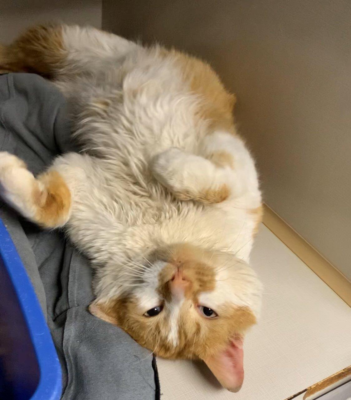 Ricardo, ADOPTABLE, Adult Female Domestic Short Hair.
