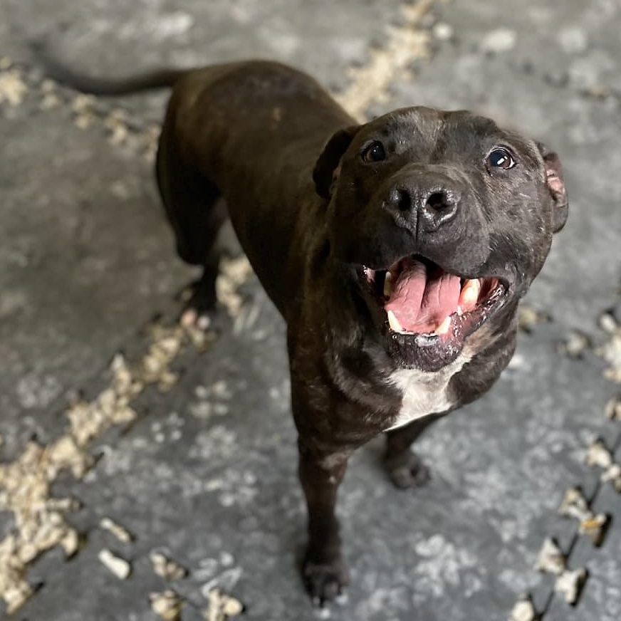 Enlarge Stitch, a Adoptable Pit Bull Terrier in Roachdale, IN image 2/3