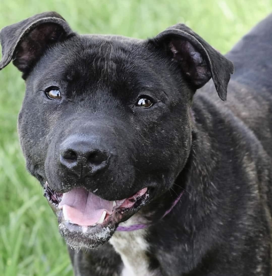 Enlarge Stitch, a Adoptable Pit Bull Terrier in Roachdale, IN image 1/3