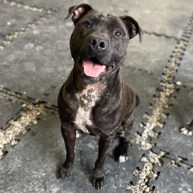 Enlarge Stitch, a Adoptable Pit Bull Terrier in Roachdale, IN image 3/3