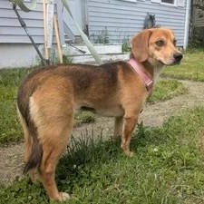 Daphne, ADOPTABLE, Young Female Beagle.