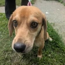 Daphne, a ADOPTABLE mixed breed in Stoughton, MA image 2/5