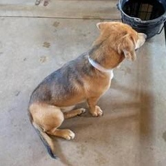 Daphne, a ADOPTABLE mixed breed in Stoughton, MA image 5/5