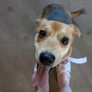 Daphne, a ADOPTABLE mixed breed in Stoughton, MA image 3/5