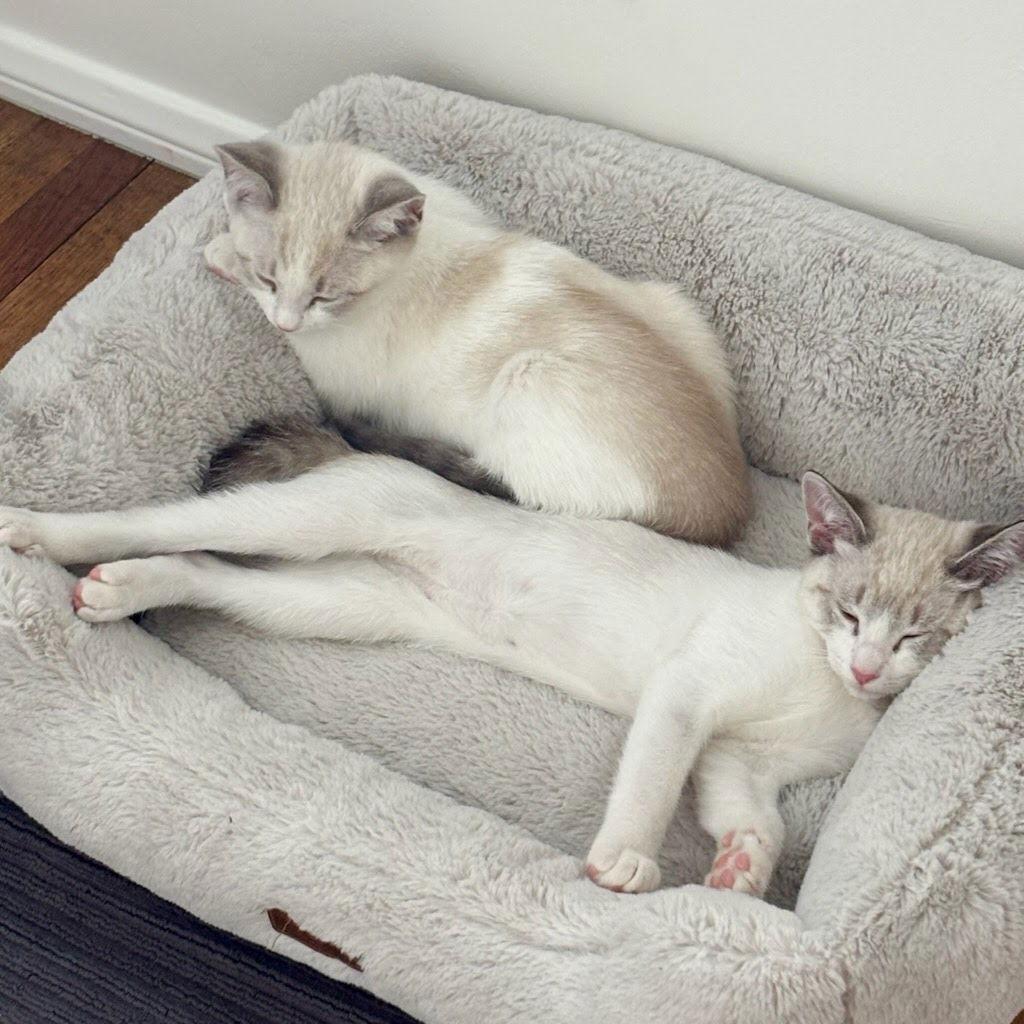 Enlarge Mojave, a Adopted mixed breed in Los Angeles, CA image 1/3