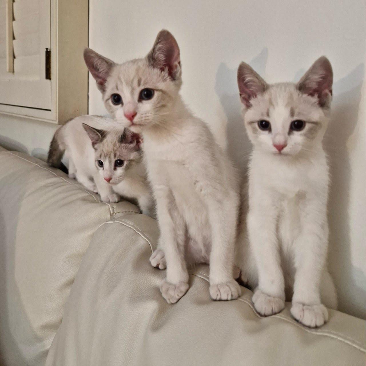 Enlarge Mojave, a Adopted mixed breed in Los Angeles, CA image 2/3