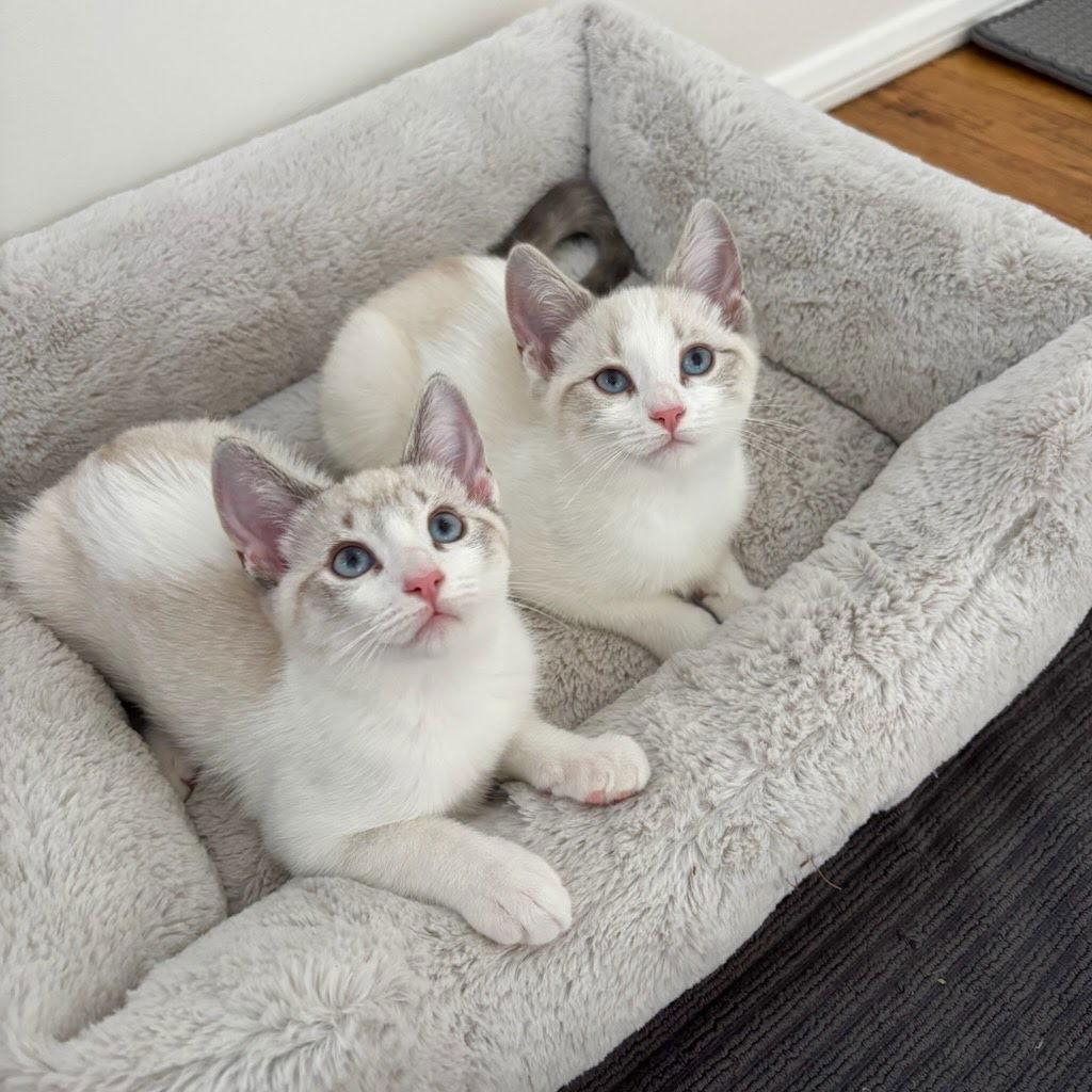 Enlarge Mojave, a Adopted mixed breed in Los Angeles, CA image 3/3