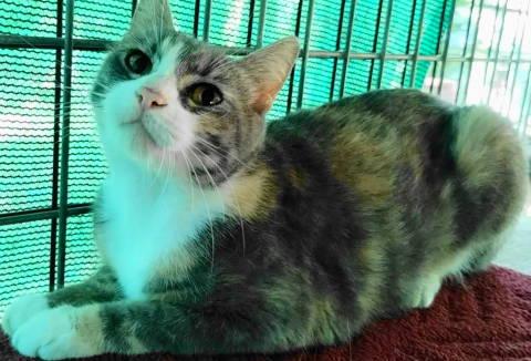 Corinne, a Adoptable Torbie in Frankston, TX image 1/6