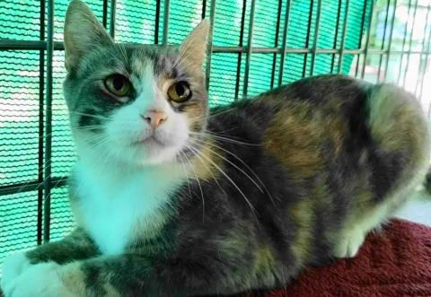 Corinne, a Adoptable Torbie in Frankston, TX image 2/6