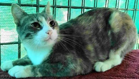 Corinne, a Adoptable Torbie in Frankston, TX image 3/6