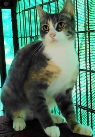Corinne, a Adoptable Torbie in Frankston, TX image 4/6