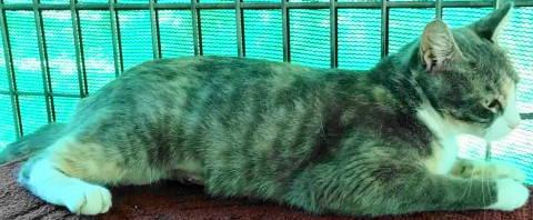 Corinne, a Adoptable Torbie in Frankston, TX image 5/6