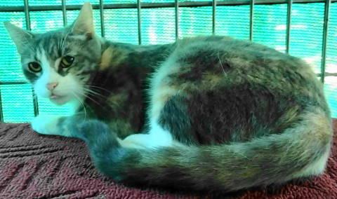 Corinne, a Adoptable Torbie in Frankston, TX image 6/6