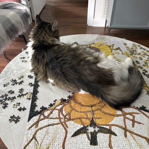 Enlarge WRANGLER JANE, a Adoptable Domestic Long Hair in Toronto, ON image 1/6