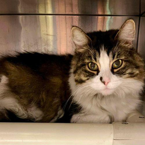 Enlarge WRANGLER JANE, a Adoptable Domestic Long Hair in Toronto, ON image 2/6