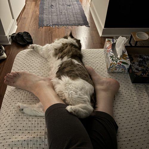 Enlarge WRANGLER JANE, a Adoptable Domestic Long Hair in Toronto, ON image 3/6