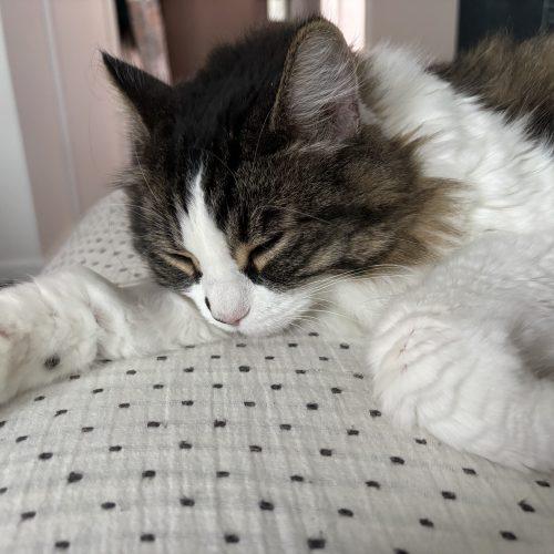 Enlarge WRANGLER JANE, a Adoptable Domestic Long Hair in Toronto, ON image 4/6