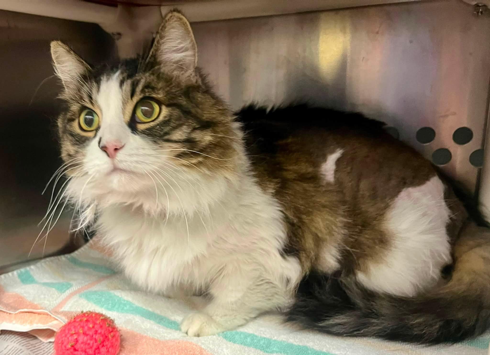 Enlarge WRANGLER JANE, a Adoptable Domestic Long Hair in Toronto, ON image 5/6