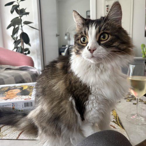 Enlarge WRANGLER JANE, a Adoptable Domestic Long Hair in Toronto, ON image 6/6