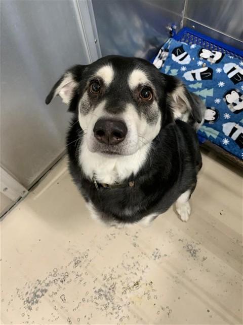 Enlarge MOOSE, a Adoptable Husky in Fairbanks, AK image 1/1