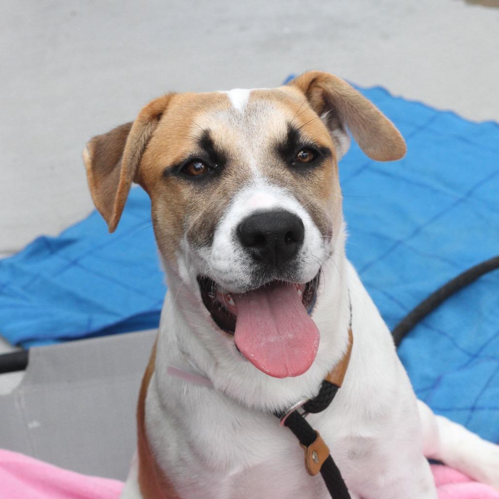 Bernie, Adoptable, Young Female Pit Bull Terrier & Mixed Breed.