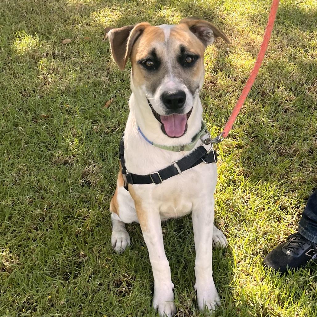 Enlarge Bernie, a Adoptable mixed breed in Long Beach, CA image 2/6