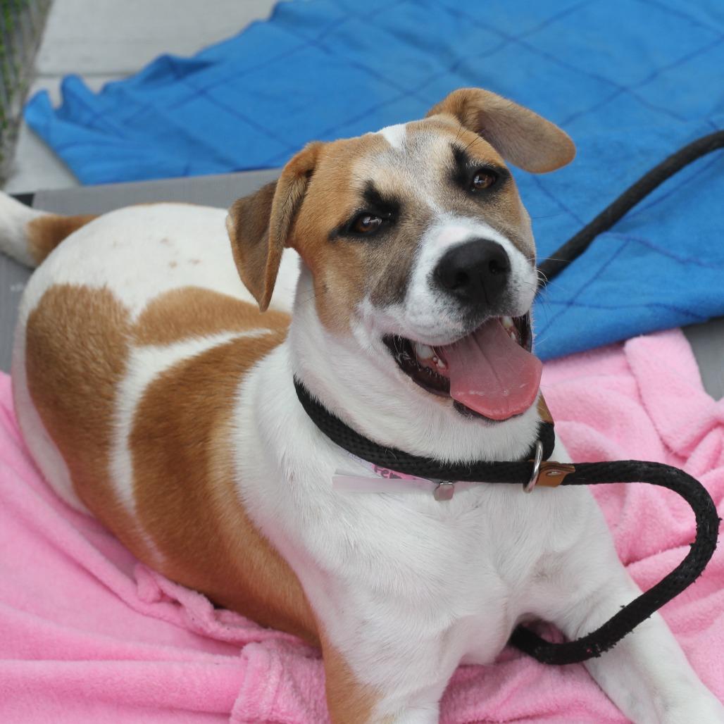 Enlarge Bernie, a Adoptable mixed breed in Long Beach, CA image 2/6