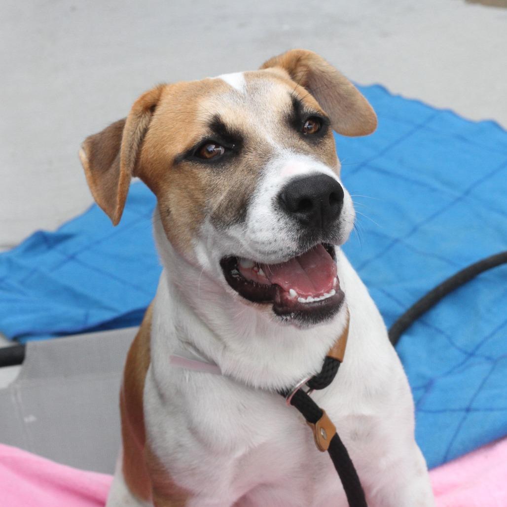 Enlarge Bernie, a Adoptable mixed breed in Long Beach, CA image 3/6