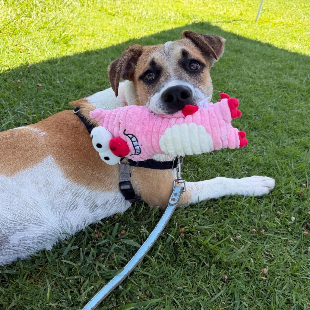 Enlarge Bernie, a Adoptable mixed breed in Long Beach, CA image 4/6