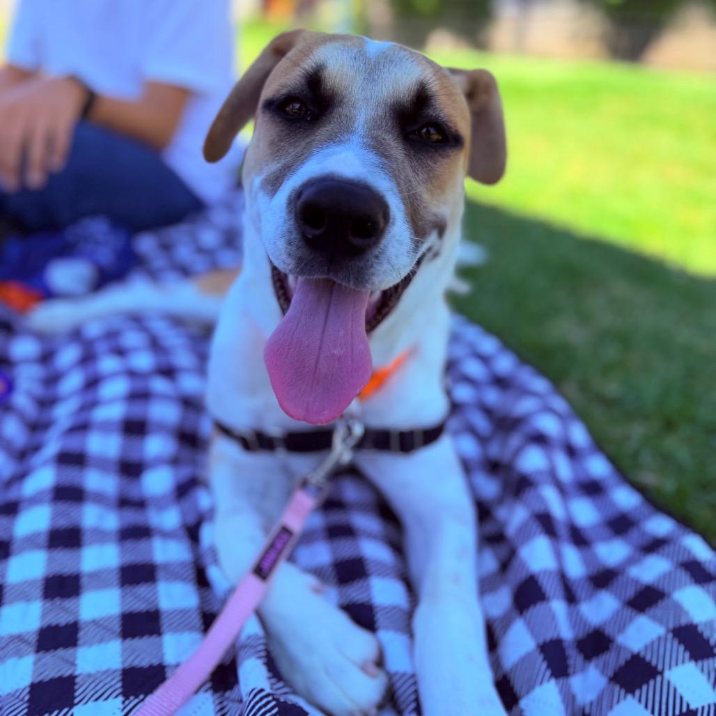 Enlarge Bernie, a Adoptable mixed breed in Long Beach, CA image 5/6