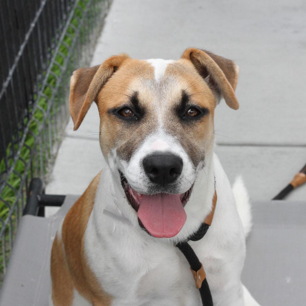 Enlarge Bernie, a Adoptable mixed breed in Long Beach, CA image 6/6