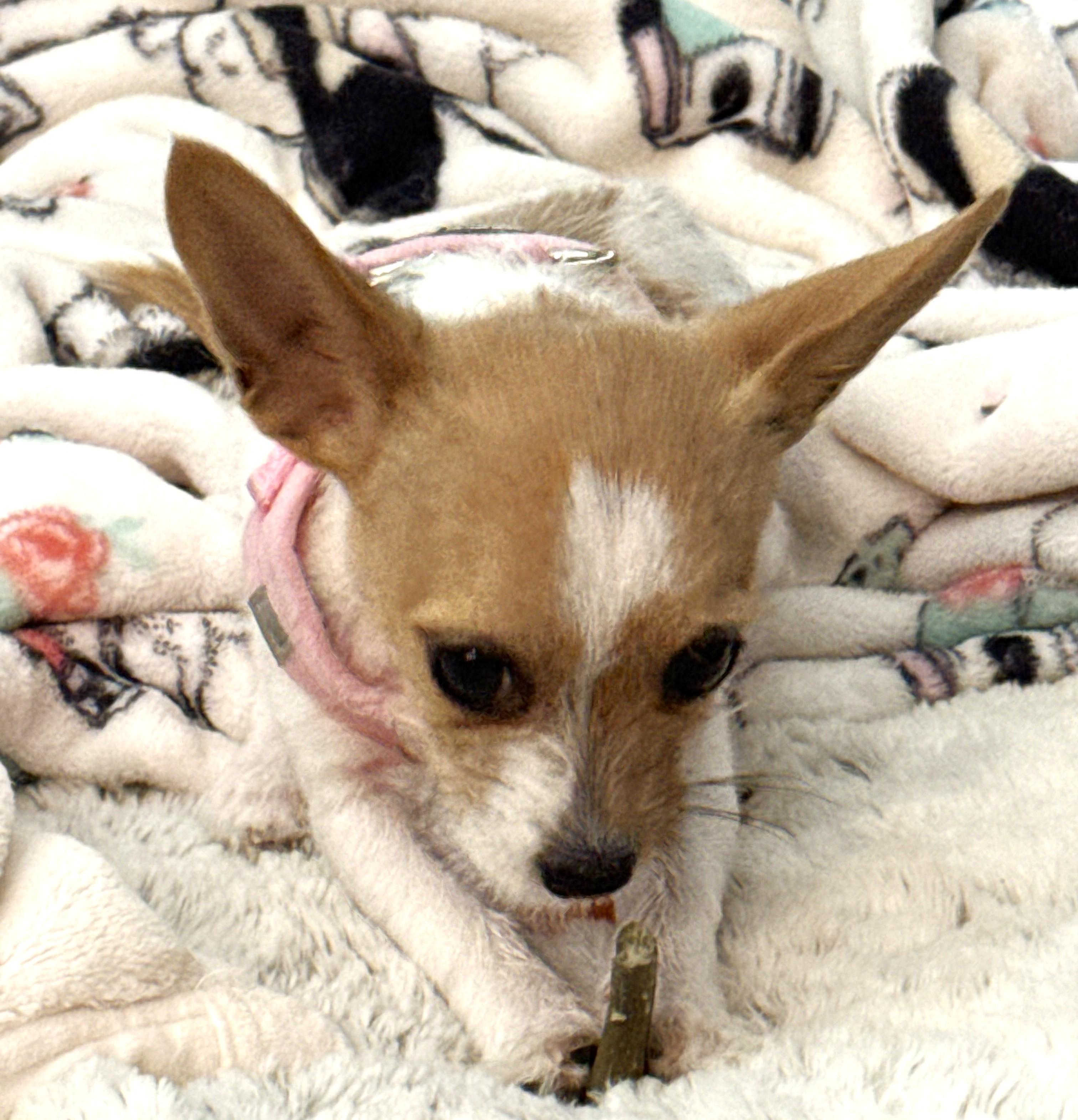 Enlarge Poppy, an adopted mixed breed in Palatine, IL image 2/6