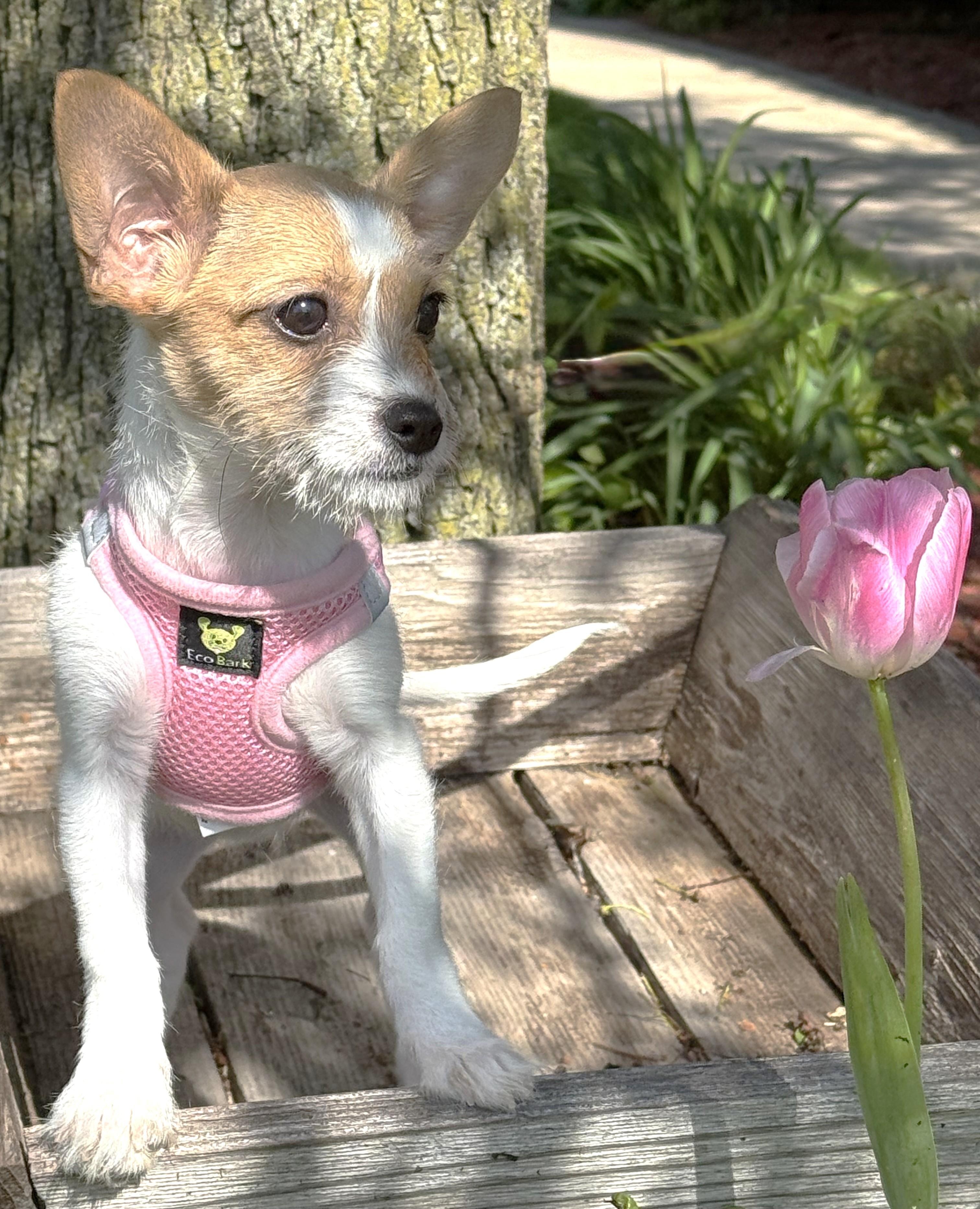 Enlarge Poppy, an adopted mixed breed in Palatine, IL image 4/6