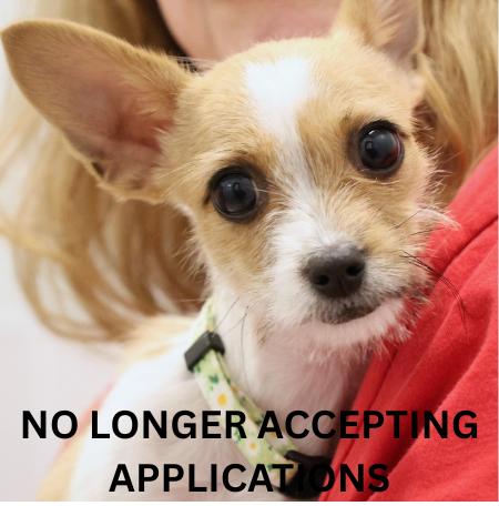 Enlarge Poppy, an adopted mixed breed in Palatine, IL image 1/6