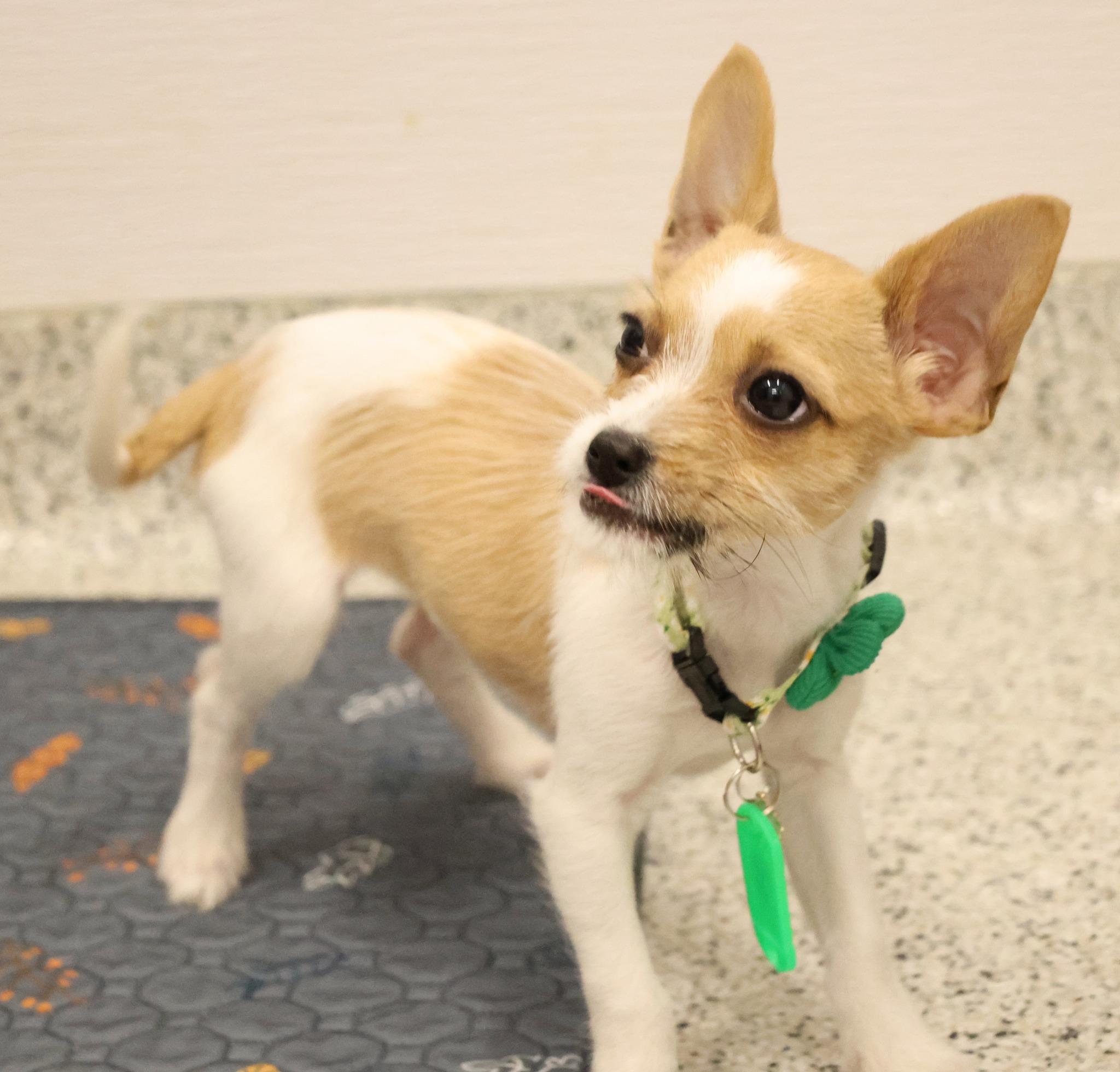 Enlarge Poppy, an adopted mixed breed in Palatine, IL image 5/6