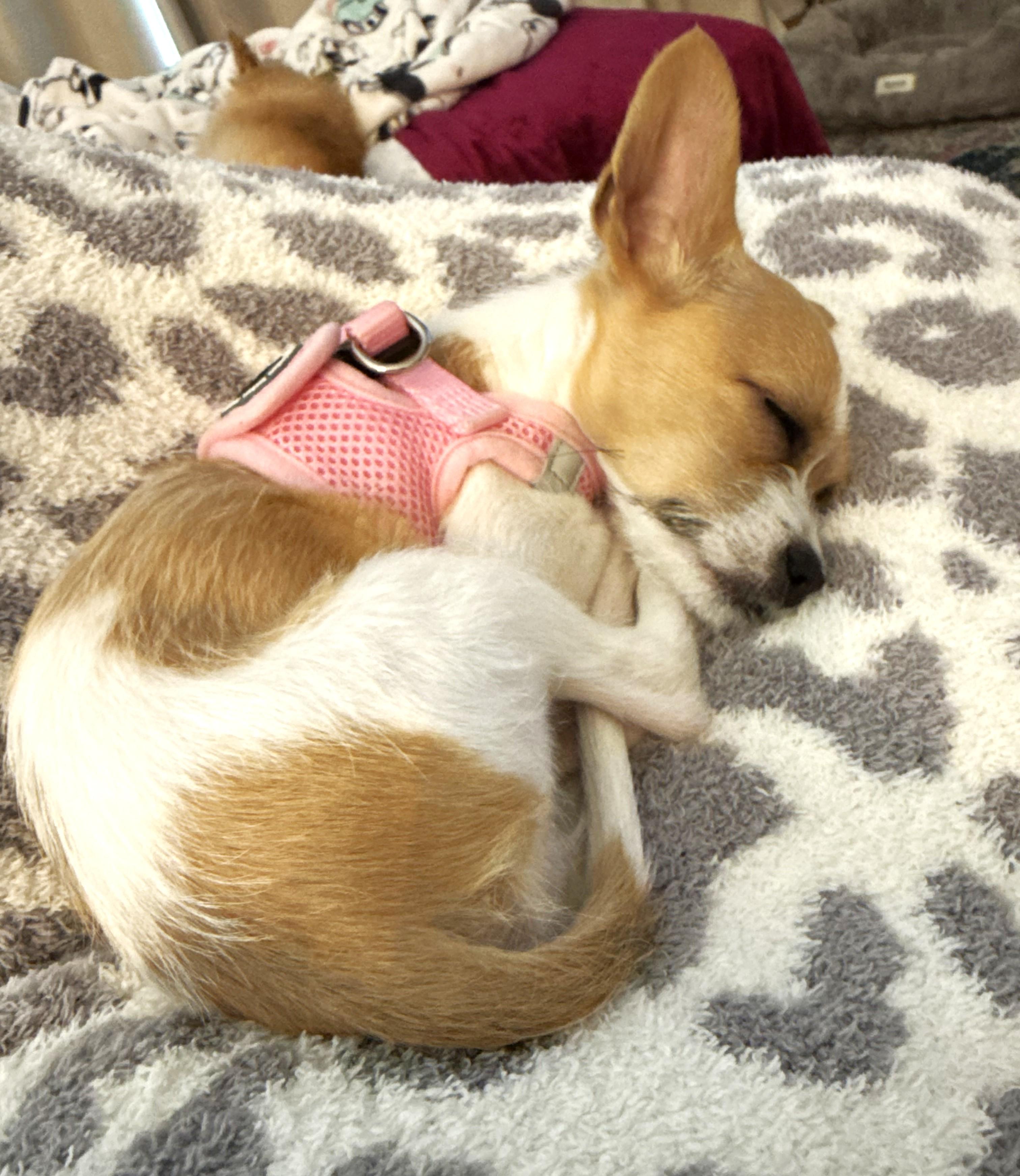 Enlarge Poppy, an adopted mixed breed in Palatine, IL image 3/6