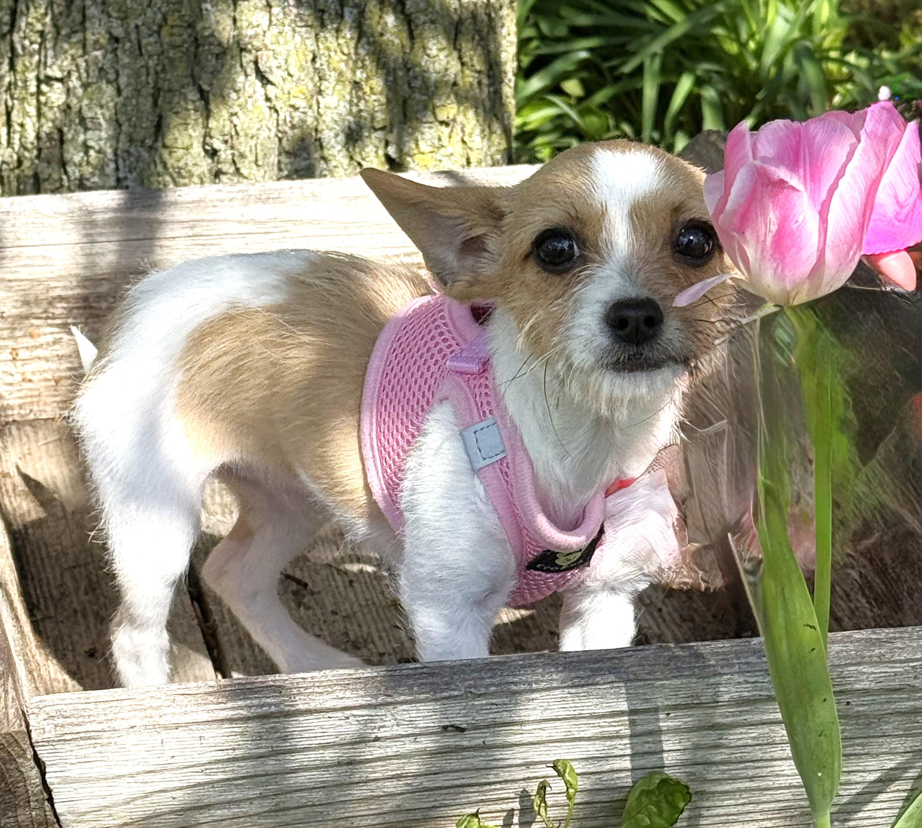 Enlarge Poppy, an adopted mixed breed in Palatine, IL image 6/6