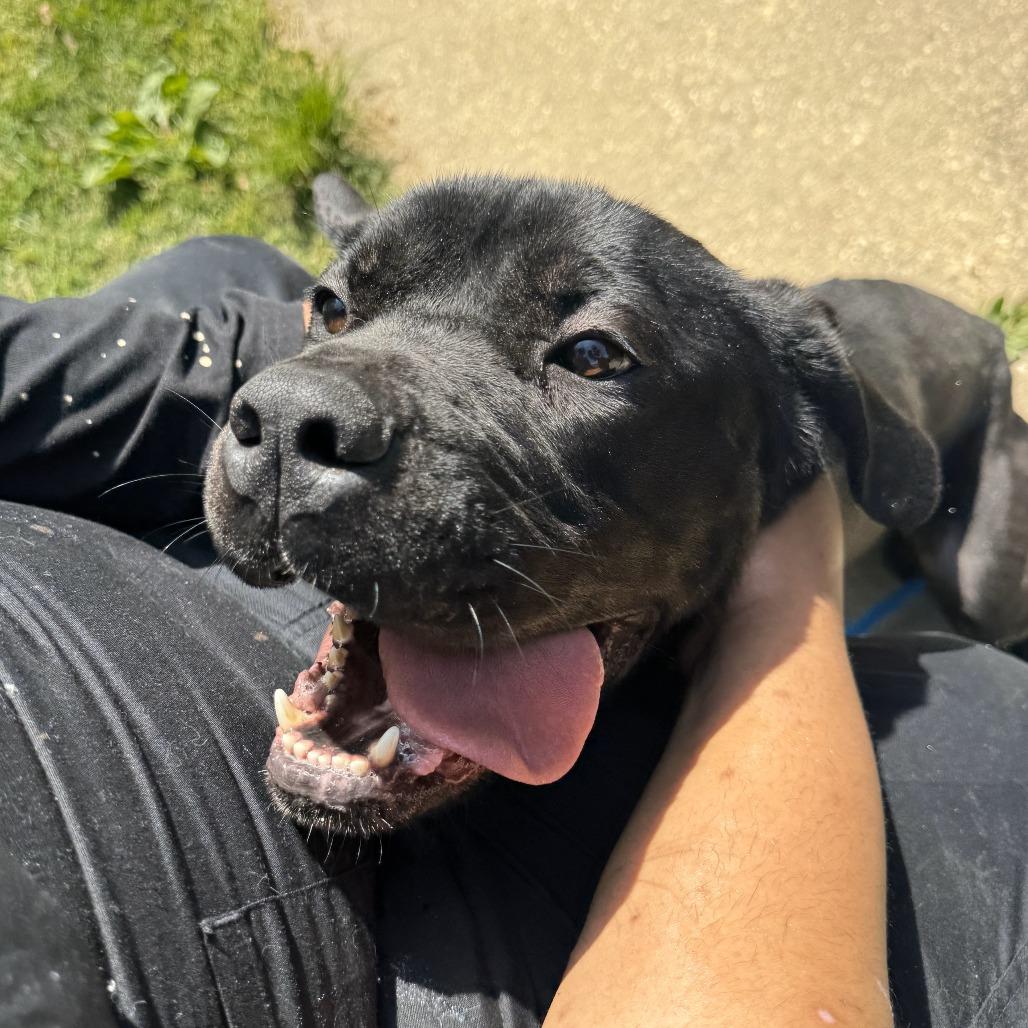 Enlarge Spike, a Adoptable Cane Corso in Waldorf, MD image 1/6