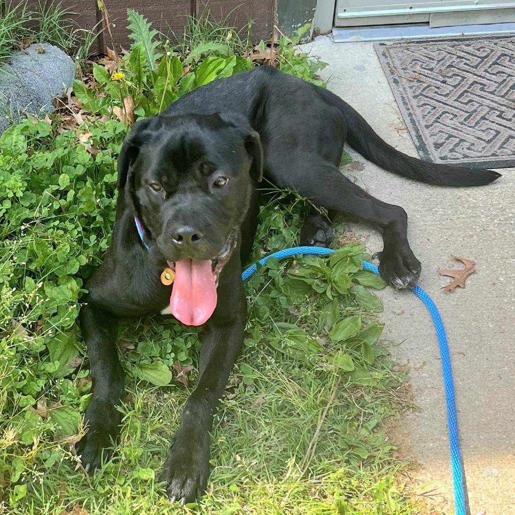 Enlarge Spike, a Adoptable Cane Corso in Waldorf, MD image 2/6