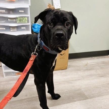 Enlarge Spike, a Adoptable Cane Corso in Waldorf, MD image 3/6