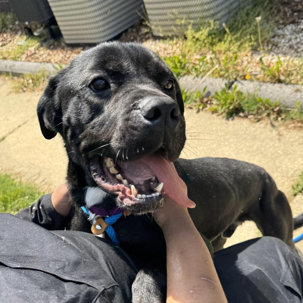 Enlarge Spike, a Adoptable Cane Corso in Waldorf, MD image 5/6