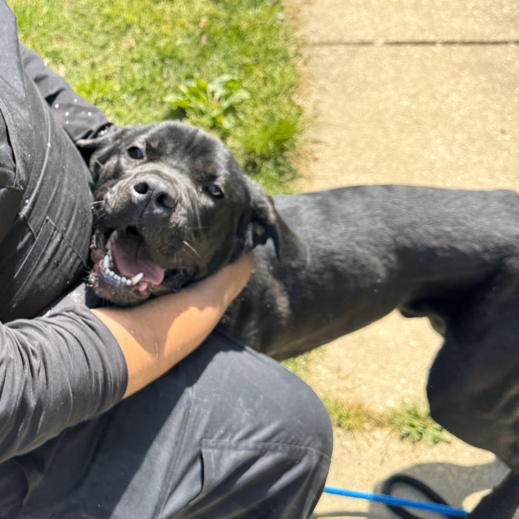 Enlarge Spike, a Adoptable Cane Corso in Waldorf, MD image 6/6