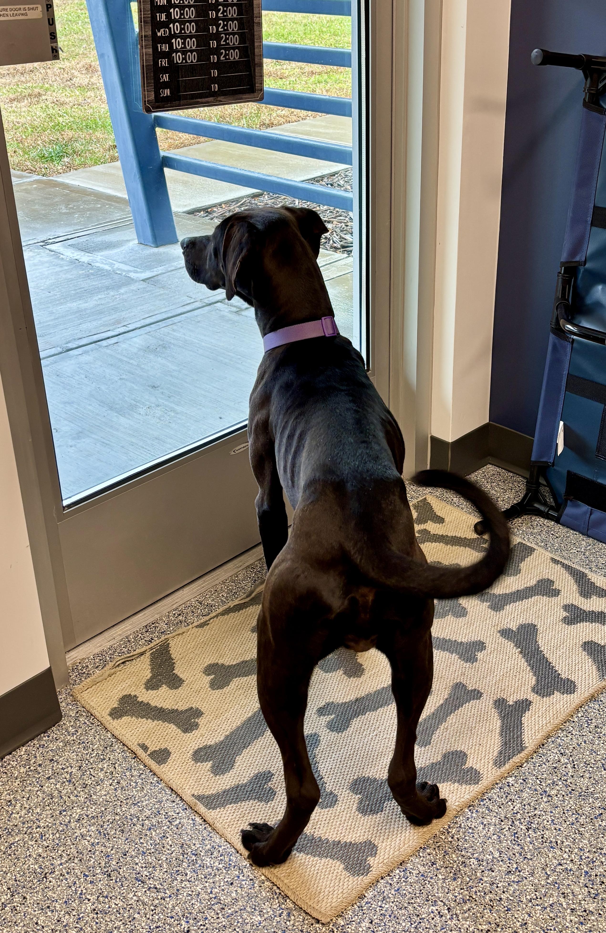 Enlarge Holly, a Adoptable mixed breed in Sylva, NC image 4/6