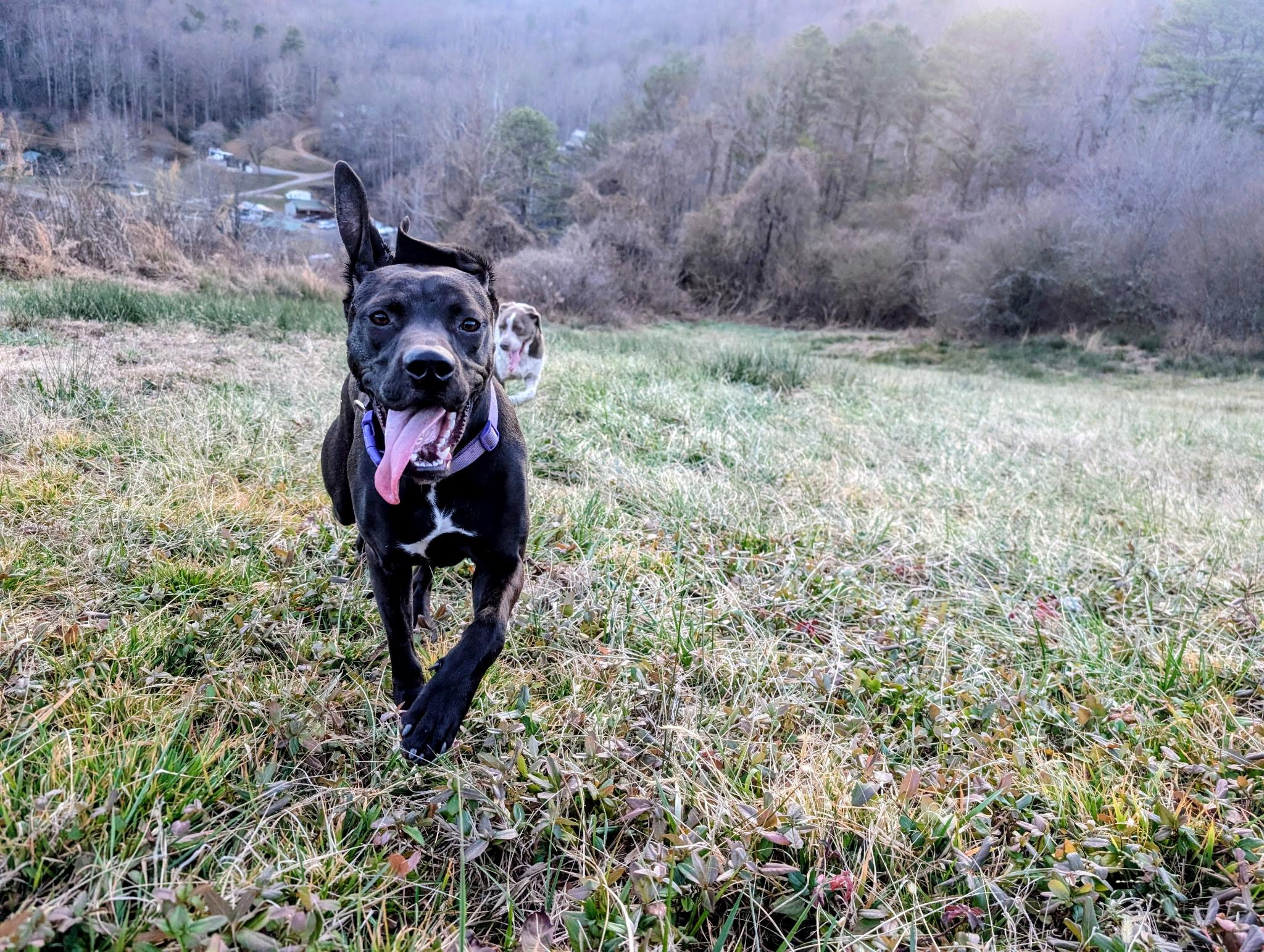 Enlarge Holly, a Adoptable mixed breed in Sylva, NC image 3/6