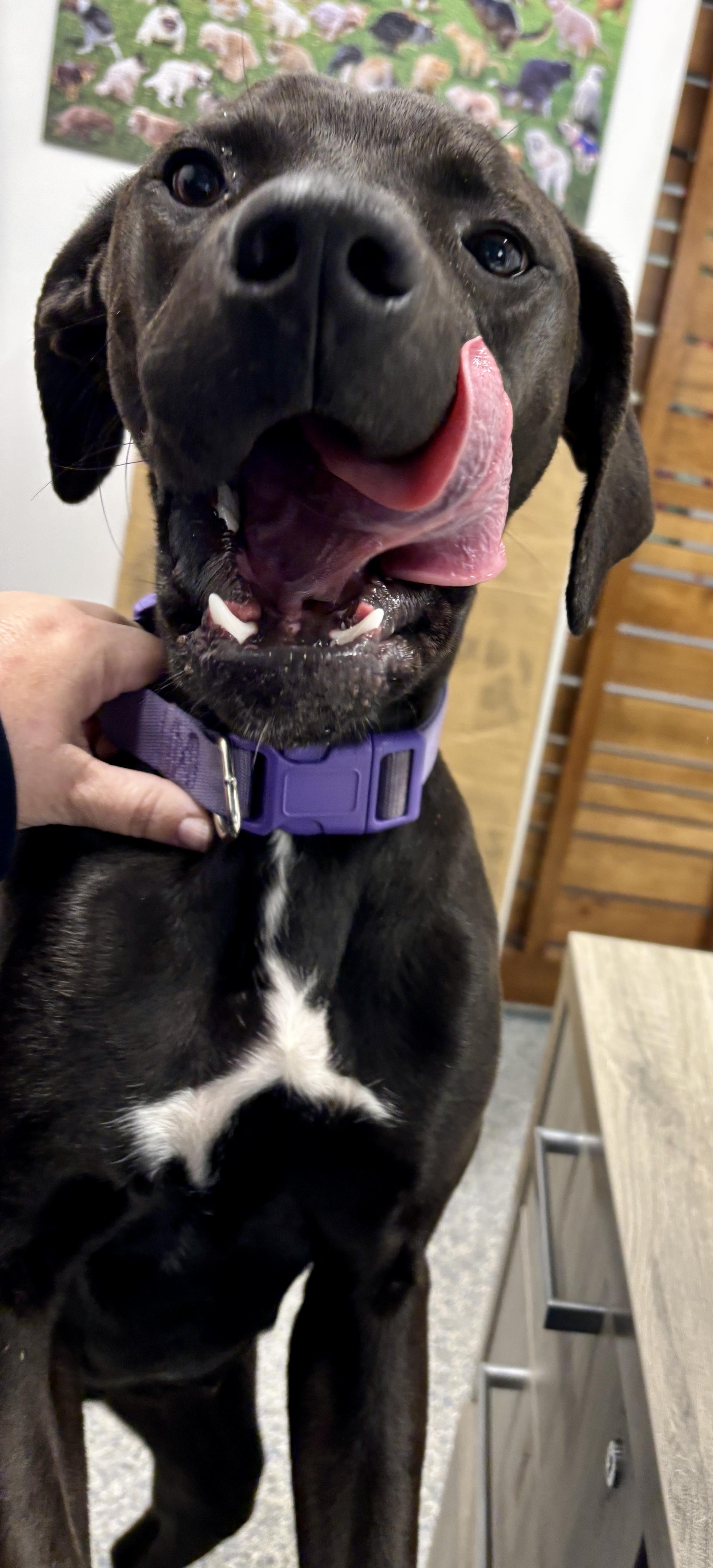 Enlarge Holly, a Adoptable mixed breed in Sylva, NC image 2/6