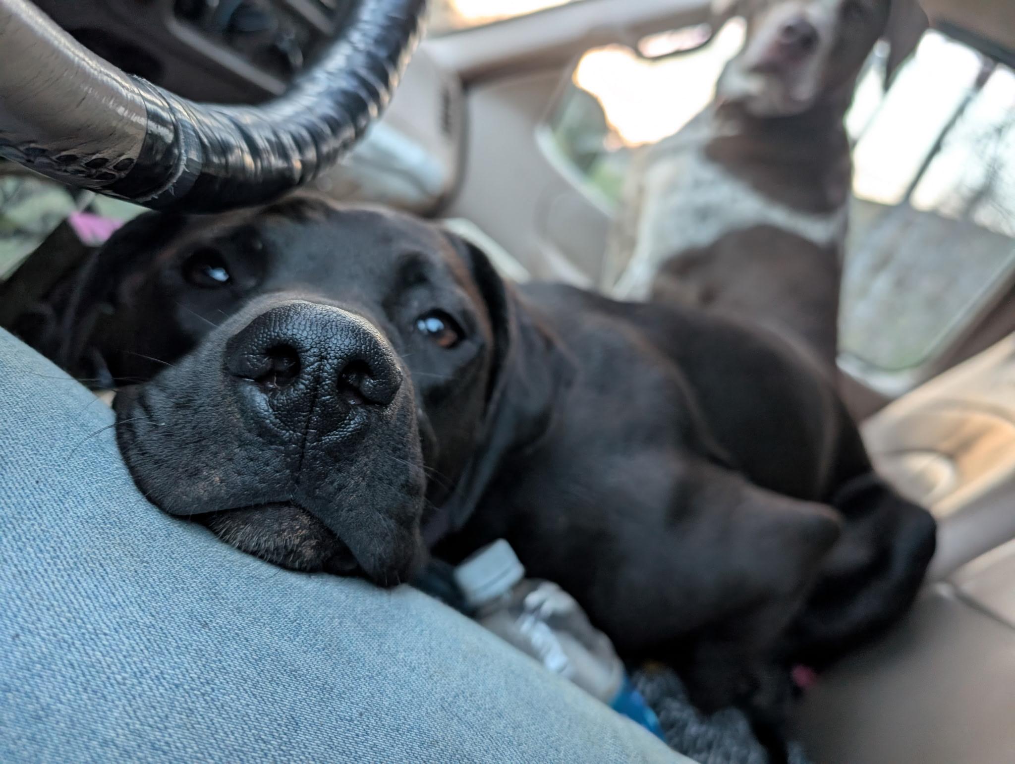 Enlarge Holly, a Adoptable mixed breed in Sylva, NC image 6/6